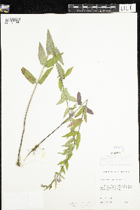 Scutellaria galericulata image