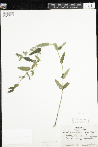 Scutellaria galericulata image