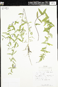 Scutellaria galericulata image