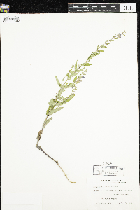 Scutellaria galericulata image