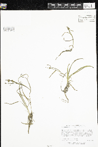 Sparganium natans image