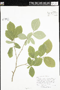 Dirca palustris image