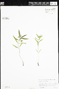 Mirabilis albida image