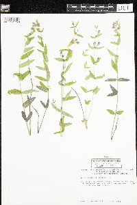 Scutellaria galericulata image