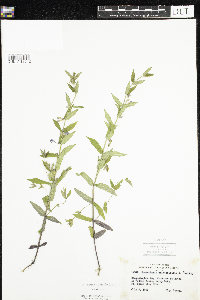 Scutellaria galericulata image
