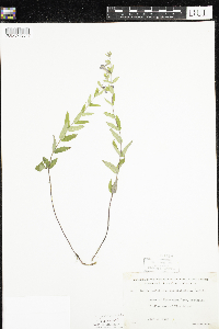 Scutellaria galericulata image
