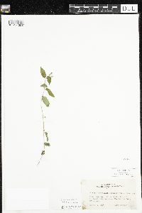 Scutellaria galericulata image
