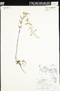 Scutellaria galericulata image