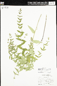 Scutellaria galericulata image