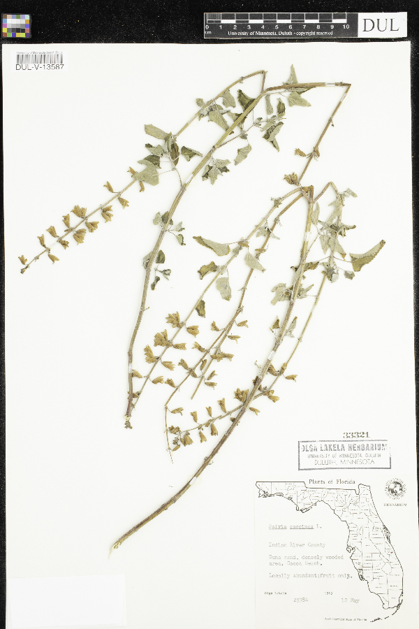 Salvia coccinea image
