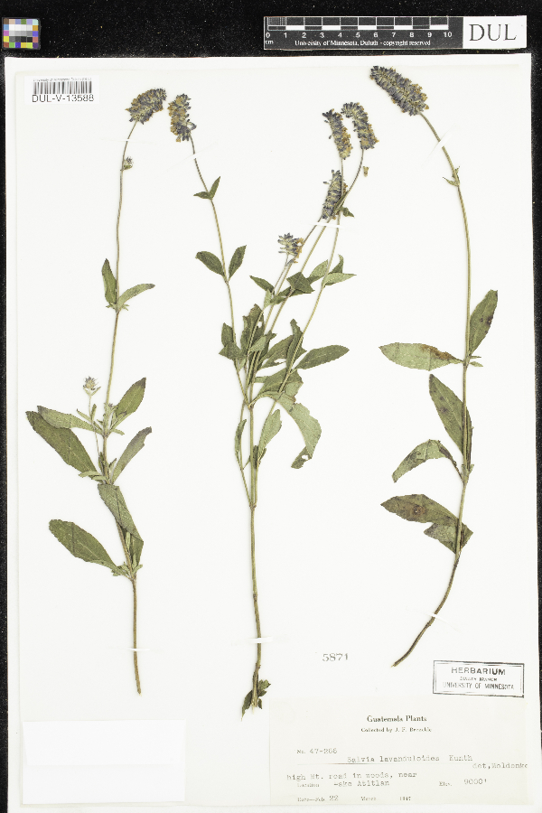 Salvia lavanduloides image