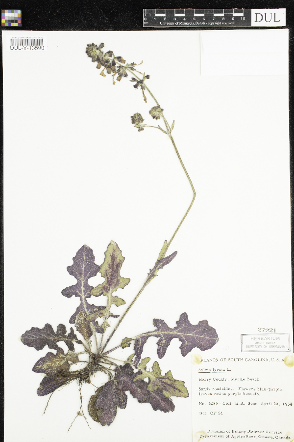 Salvia lyrata image