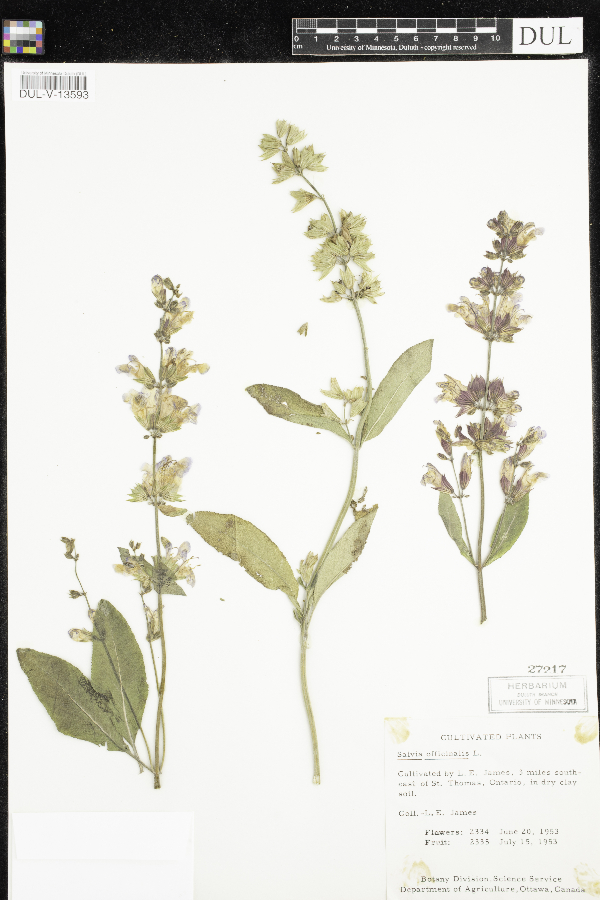 Salvia officinalis image