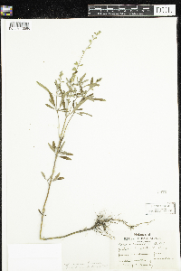 Salvia reflexa image