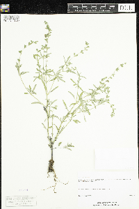 Salvia reflexa image