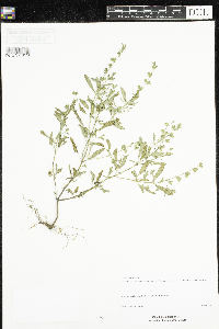 Salvia reflexa image