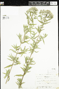Pycnanthemum verticillatum image