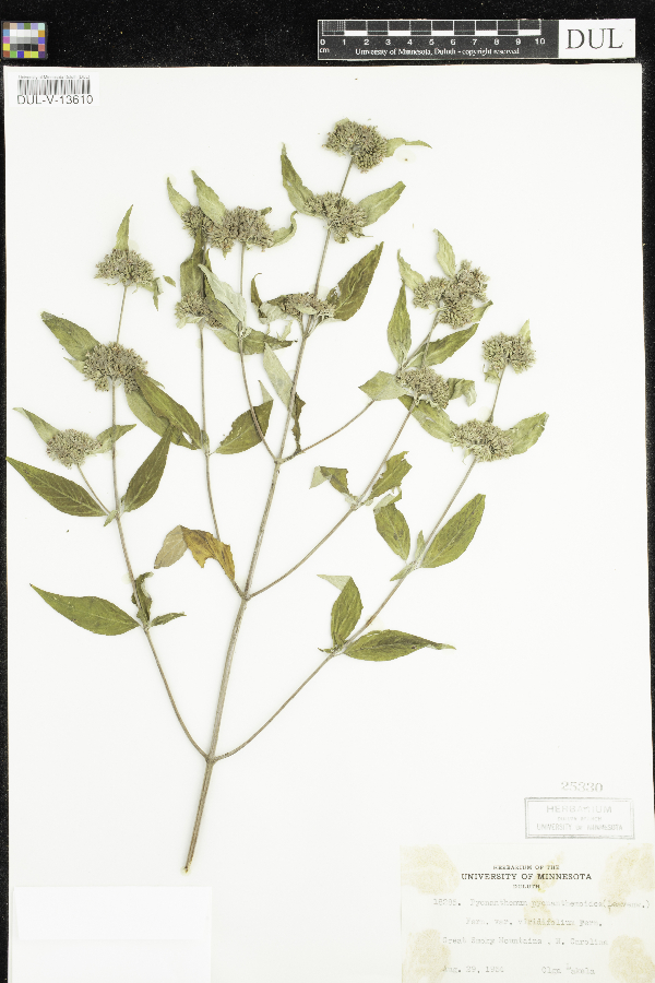 Pycnanthemum pycnanthemoides var. viridifolium image