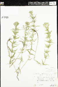 Pycnanthemum virginianum image