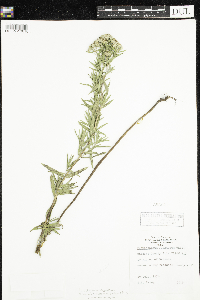 Pycnanthemum virginianum image