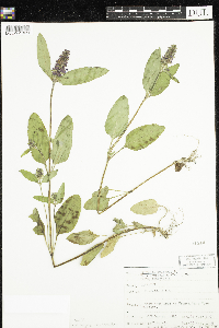 Prunella vulgaris subsp. lanceolata image