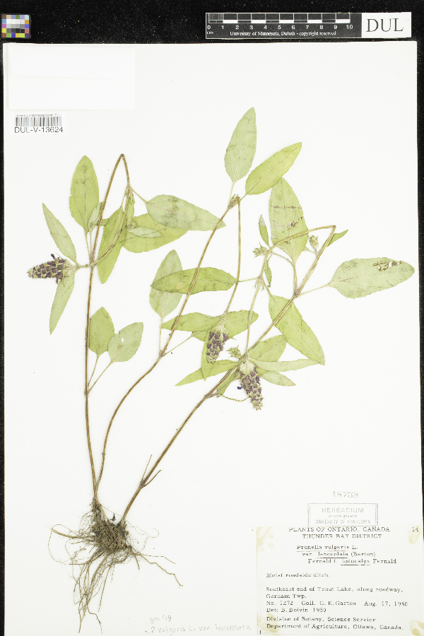 Prunella vulgaris f. iodocalyx image