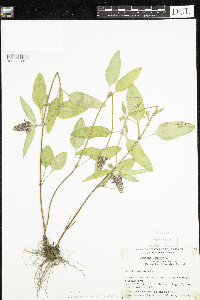 Prunella vulgaris image