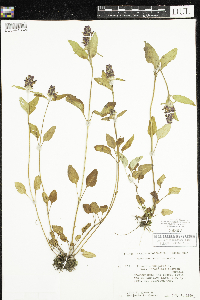 Prunella vulgaris subsp. lanceolata image