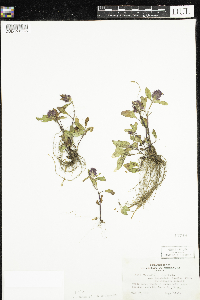 Prunella vulgaris f. iodocalyx image
