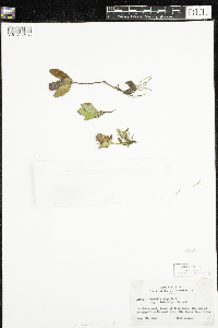 Prunella vulgaris f. iodocalyx image