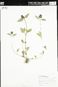 Prunella vulgaris f. iodocalyx image