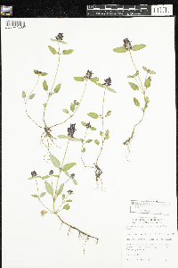 Prunella vulgaris subsp. lanceolata image