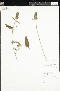 Prunella vulgaris subsp. lanceolata image