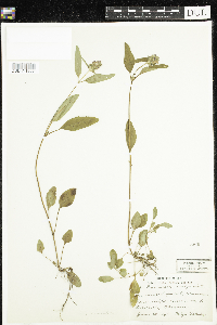 Prunella vulgaris subsp. lanceolata image