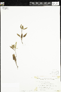 Media resource of Prunella vulgaris