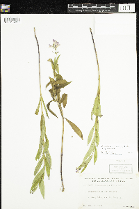 Thumbnail image of current specimen