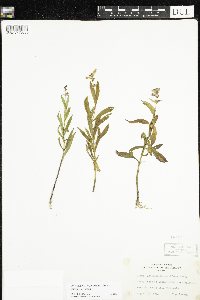 Physostegia virginiana image