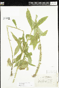 Physostegia virginiana image