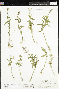 Physostegia virginiana image