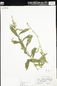 Physostegia virginiana image