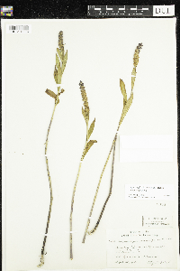 Physostegia virginiana image