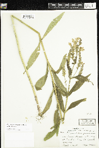 Physostegia virginiana image