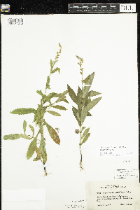 Physostegia virginiana image
