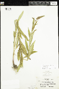 Physostegia virginiana image