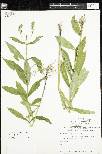 Physostegia virginiana image