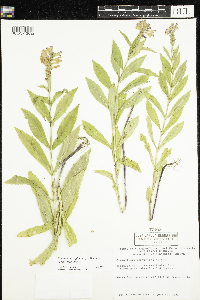 Physostegia virginiana image