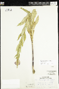 Physostegia virginiana image