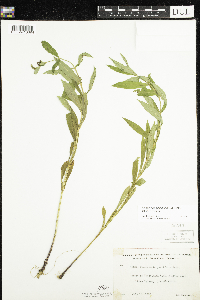 Physostegia virginiana image