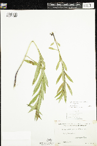Physostegia virginiana image