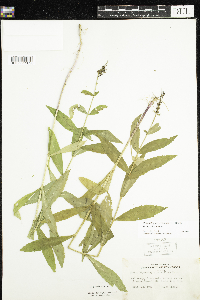 Physostegia virginiana image